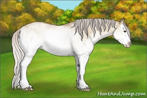 Horse Color:White Spotted Silver Bay Dun Splash Rabicano 