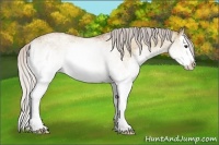 Horse Color:White Spotted Silver Bay Dun Splash Rabicano 
