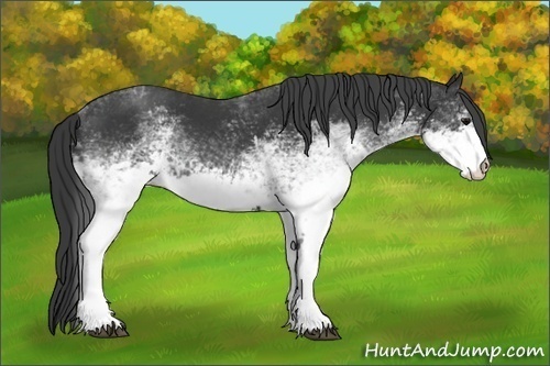 Horse Color:White Spotted Black