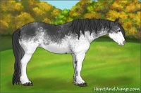 Horse Color:White Spotted Black