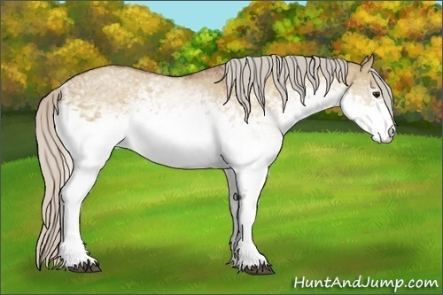 Horse Color:White Spotted Silver Bay Dun Rabicano 
