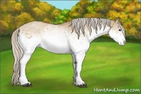 Horse Color:White Spotted Silver Bay Dun Rabicano 