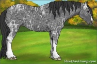 Horse Color:Black Ice 