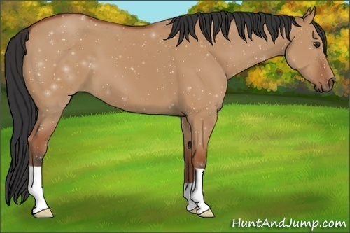 Horse Color:Bay Dun 