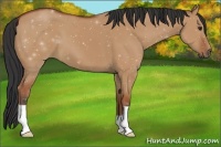 Horse Color:Bay Dun