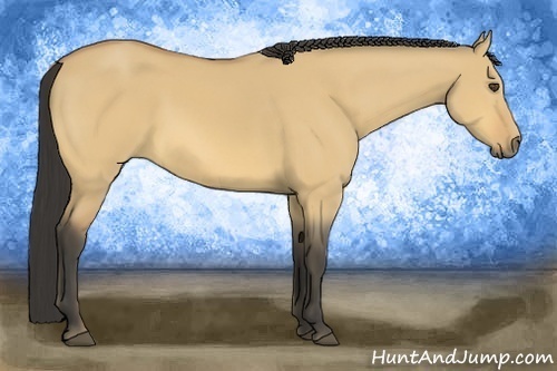 Horse Color:Buckskin Dun 