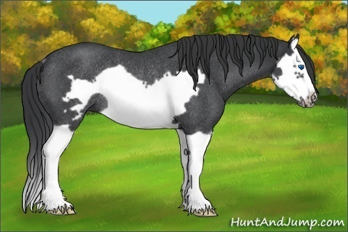 Horse Color:Blue Roan Splash Frame Rabicano 