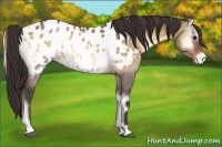 Horse Color:Bay Onyx Appaloosa 