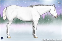 Horse Color:Palomino Dun Appaloosa 