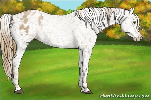 Horse Color:White Spotted Liver Chestnut Pearl Appaloosa 