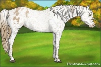 Horse Color:White Spotted Liver Chestnut Pearl Appaloosa 