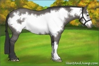 Horse Color:Grullo Frame Rabicano 