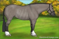 Horse Color:Grullo Rabicano 