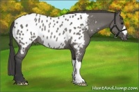 Horse Color:Grullo Appaloosa Rabicano 