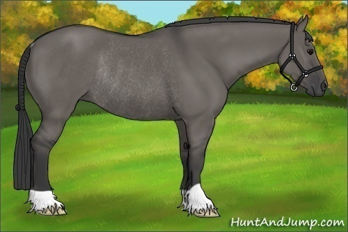 Horse Color:Grullo Rabicano 