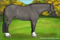 Horse Color:Grullo Rabicano 