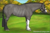 Horse Color:Grullo Rabicano 