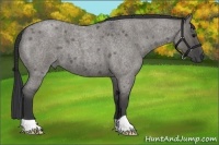 Horse Color:Grullo Roan 