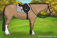 Horse Color:Bay Dun