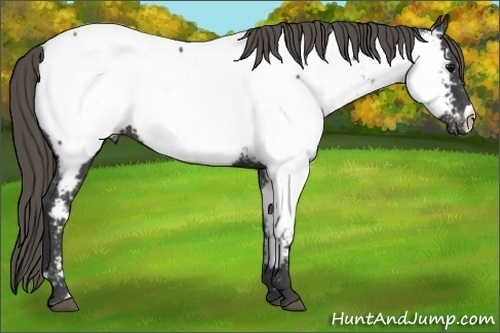 Horse Color:Smoky Black Appaloosa 