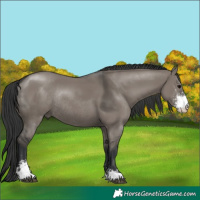 Horse Color:Grullo Sabino Rabicano