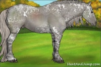 Horse Color:White Spotted Silver Black Ice Rabicano