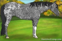 Horse Color:Black Ice 