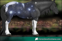 Horse Color:Black Tobiano 