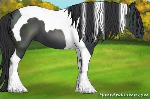Horse Color:Black Tobiano