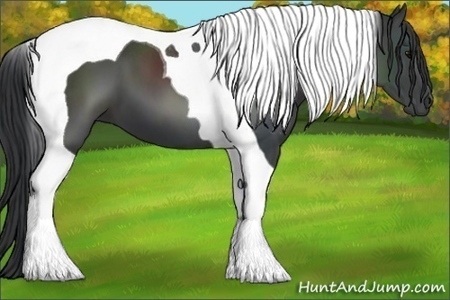 Horse Color:Black Tobiano 