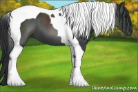 Horse Color:Black Tobiano 