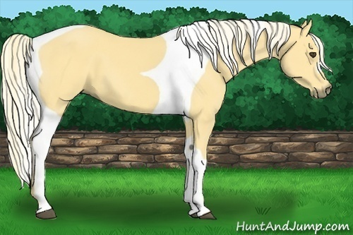 Horse Color:Palomino Tobiano 