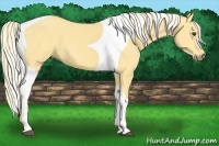 Horse Color:Palomino Tobiano 