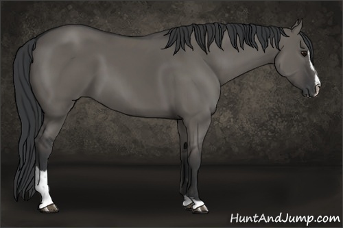 Horse Color:Grullo Sabino 