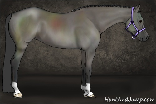 Horse Color:Grullo 