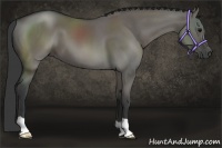 Horse Color:Grullo