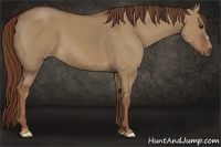 Horse Color:Red Dun 