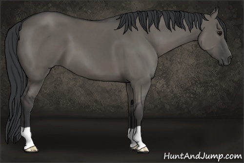 Horse Color:Grullo 