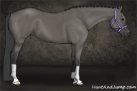 Horse Color:Grullo 