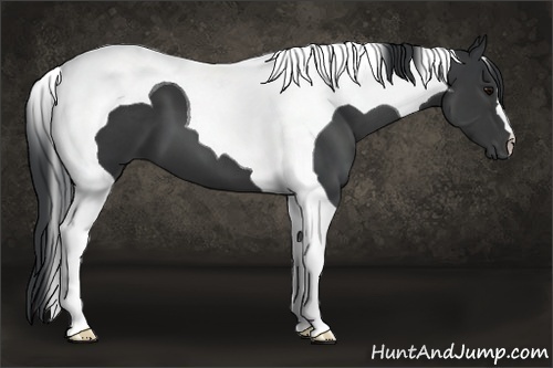 Horse Color:Black Tobiano