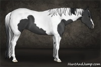 Horse Color:Black Tobiano 