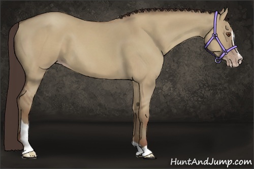 Horse Color:Classic Champagne Dun Sabino 