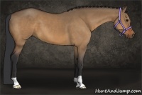 Horse Color:Brown Dun 