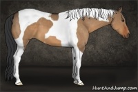 Horse Color:Brown Dun Tobiano 