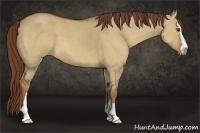 Horse Color:Red Dun Sabino