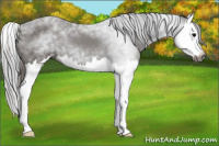 Horse Color:Gray Black Sabino Splash