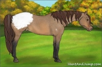 Horse Color:Bay Dun Appaloosa 