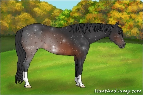 Horse Color:Brown 