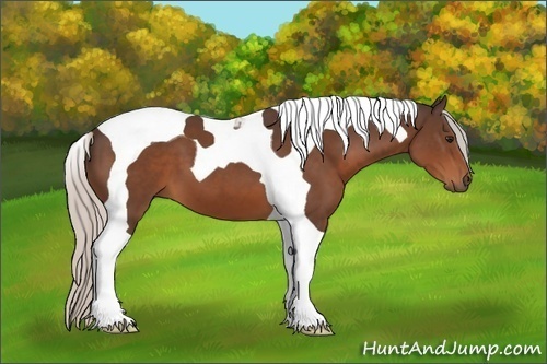Horse Color:Silver Brown Tobiano 