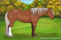 Horse Color:Silver Bay 